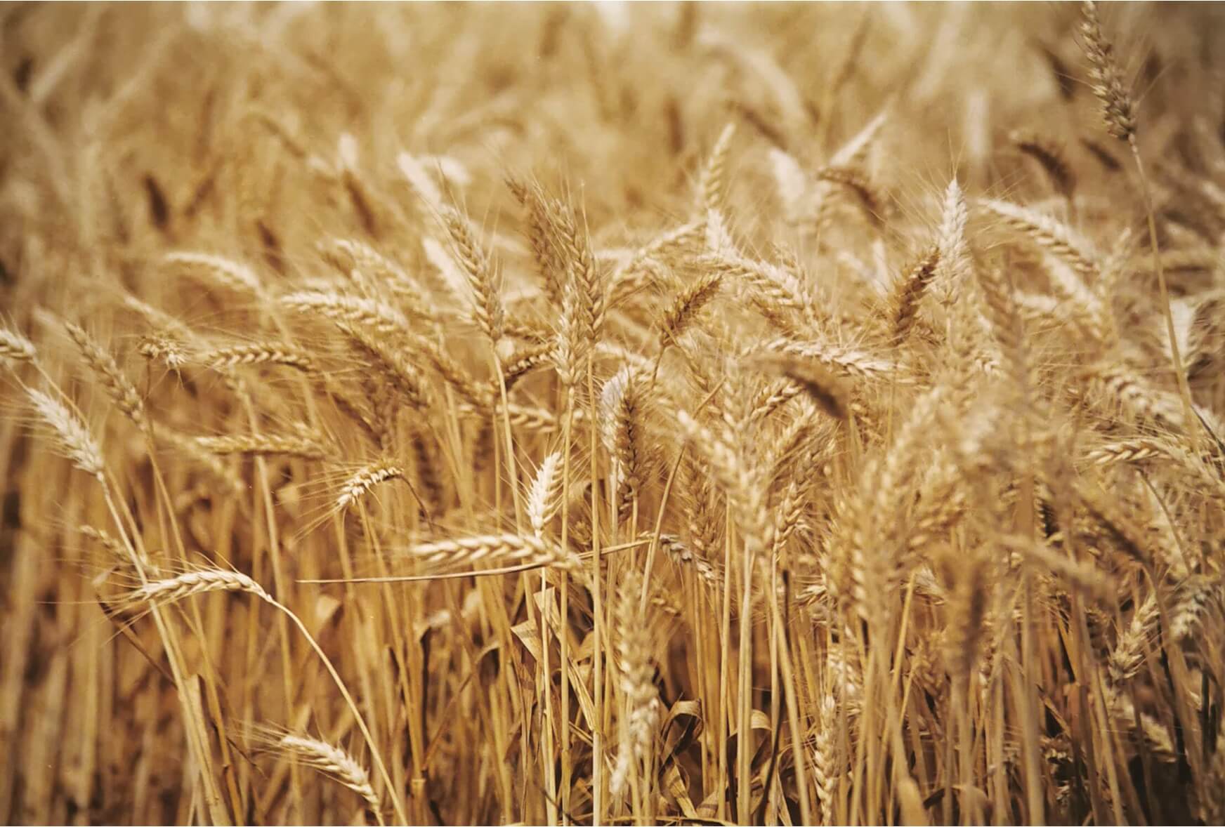 campo di grano per materie prime